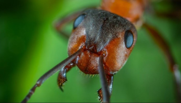 Qué son las hormigas