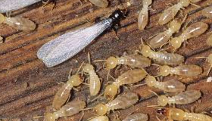 ¿Cómo saber si las termitas conviven contigo?