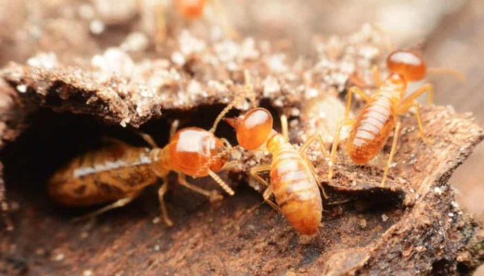 evitar las termitas