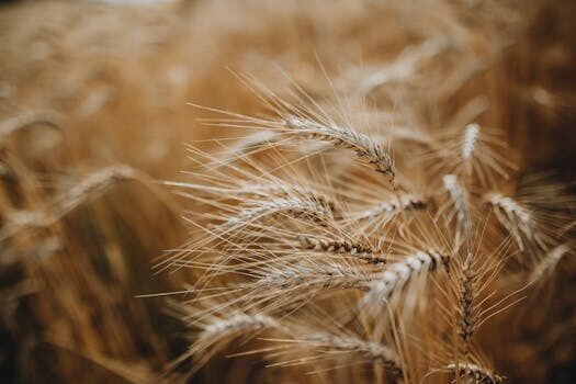 Maev secures $9M; your dog will be howling for more raw pet food