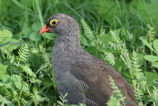 RIP EmuParadise, a haven for retro gamers for almost two decades