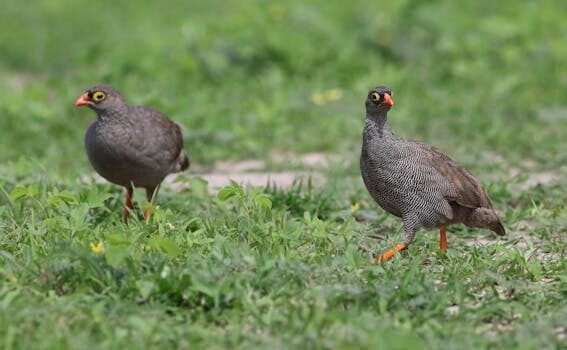 RIP EmuParadise, a haven for retro gamers for almost two decades