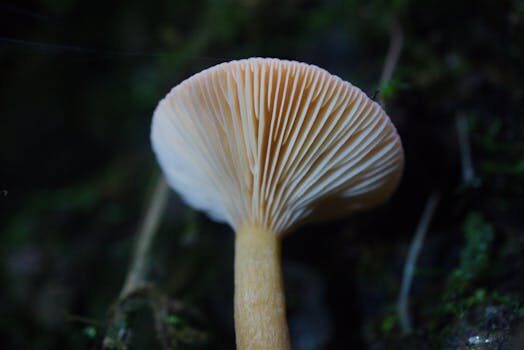 Snapchat’s dark mode for Android no longer locked behind subscription