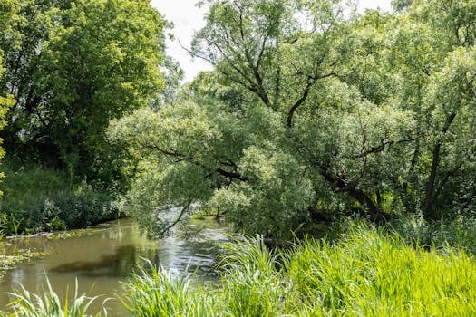 TikTok is testing a desktop streaming software called TikTok Live Studio