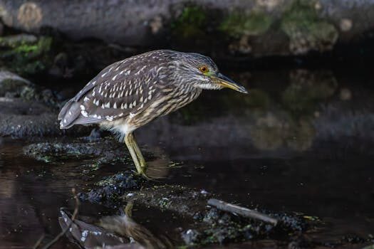 TikTok is testing a desktop streaming software called TikTok Live Studio